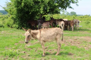 donkeys against backdrop